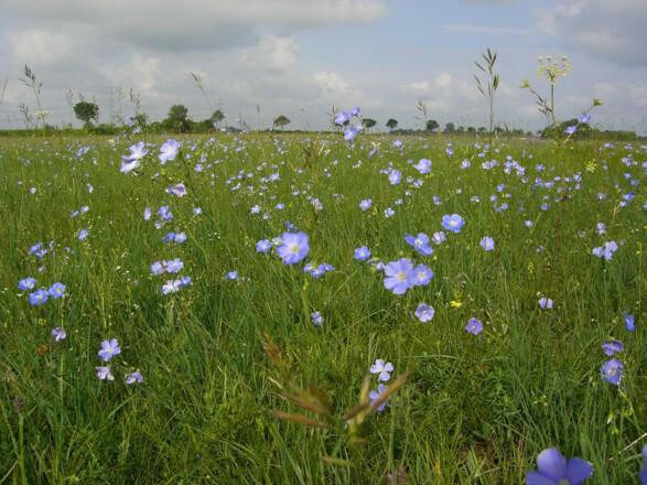 Blumenwiese in der Garchinger Heide