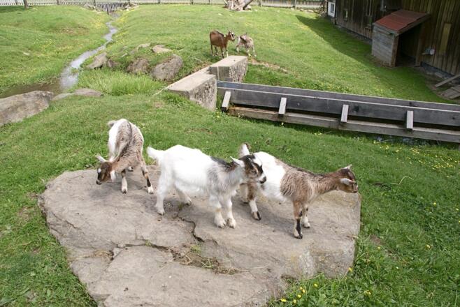 Streichelzoo beim Erlebnishof &quot;Alte Mühle&quot;