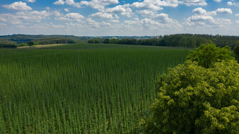 Holledau Apartments Familie Gmeineder (Au in der Hallertau)