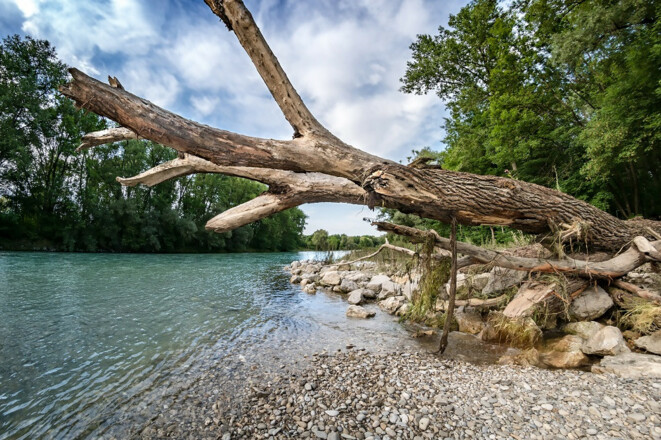 umgestürzter Baum an der Isar - Isarauen zwischen Hangenham und Moosburg