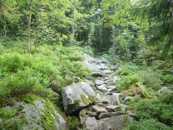 Knoglsteig