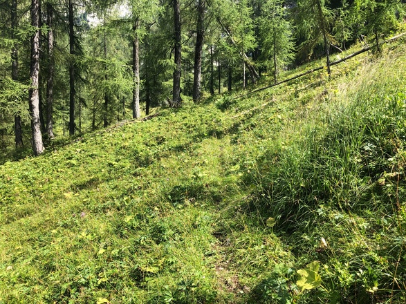 Der Feldkogelsteig ist zwischen Grünsee und Grünseealm kaum begangen und schwer erkennbar.