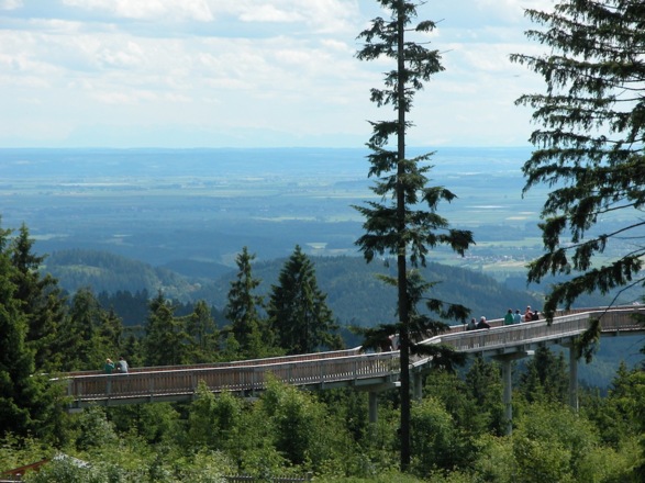 Wald-Wipfel-Weg vom Weg nach Maibrunn