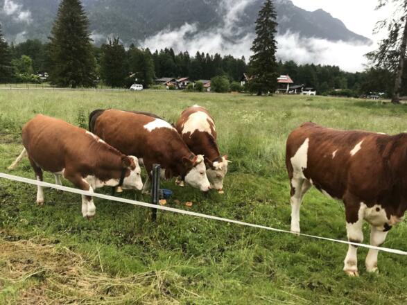 Mit einem Semmerl fängt der Bergtag lecker an