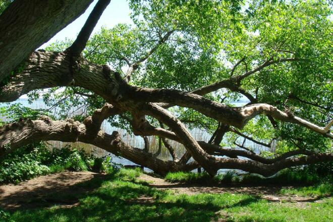 Baum vor dem Kloster