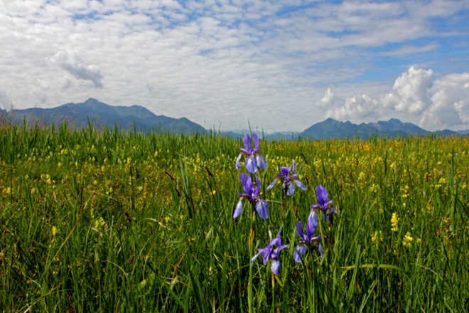 Irisblüte im Grabenstätter Moos