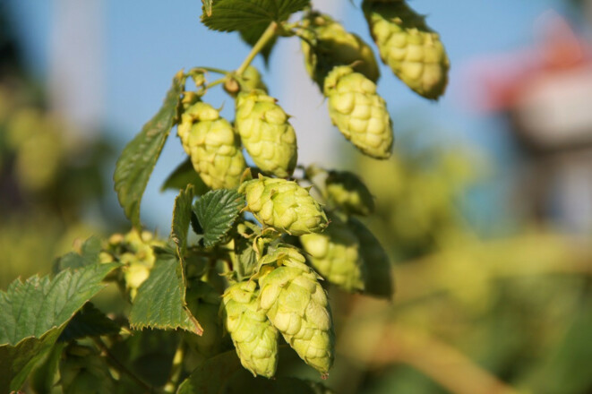 Hopfendolden©Eva Rieger