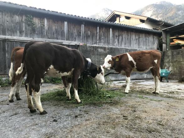 Gras - portioniert nicht am Stück  :)