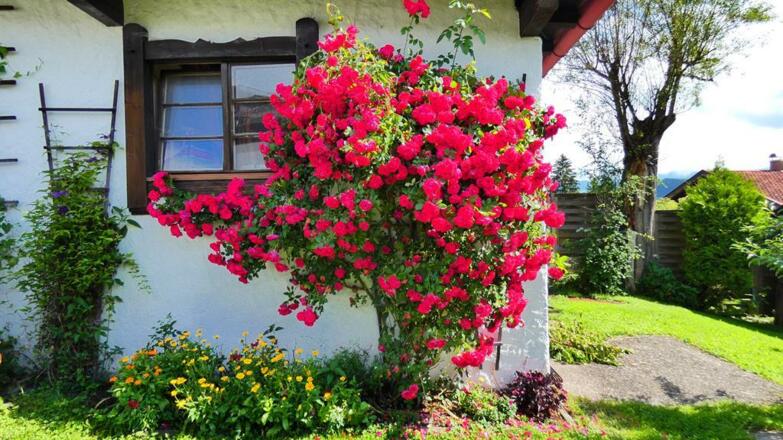 Rosenstrauch - Gästehaus Heinz in Fischen