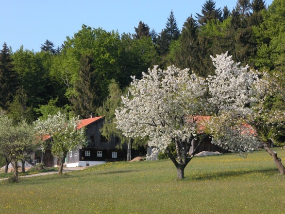 Ahorn bei Hüglhof