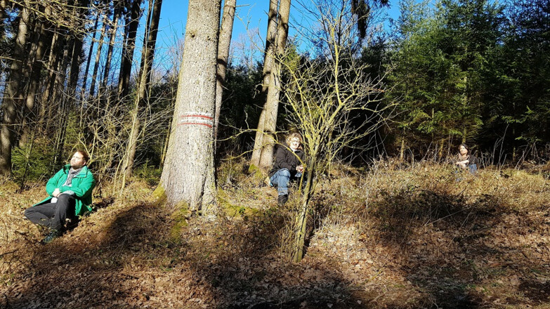 Beim Waldbaden die Natur mit allen Sinnen erleben