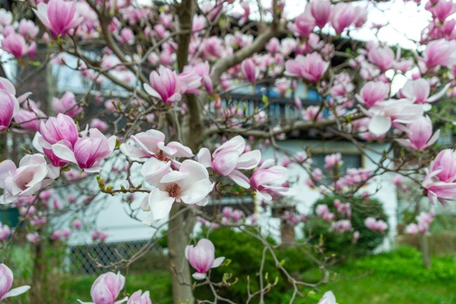 Magnolie im Garten