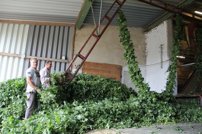 Bei der Hopfenernte auf dem Riegerhof©Eva Rieger