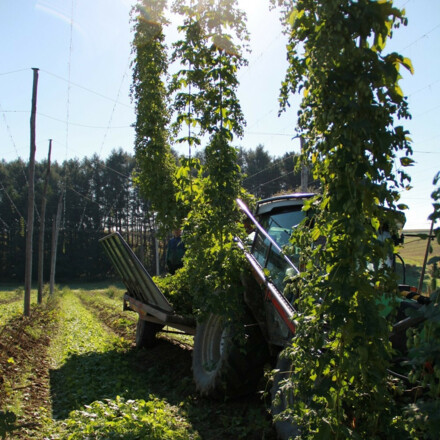 Bei der Hopfenernte im Hopfengarten©Eva Rieger