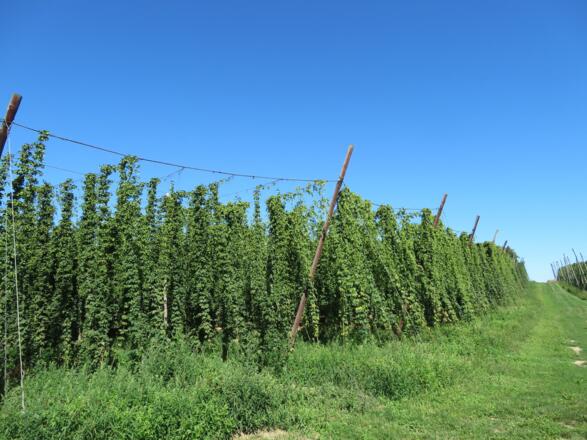 Holledau Apartments Familie Gmeineder (Au in der Hallertau)