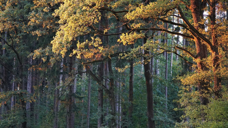 Waldbaden - Eintauchen in den Wald