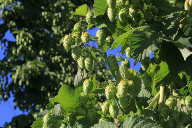 Holledau Apartments Familie Gmeineder (Au in der Hallertau)