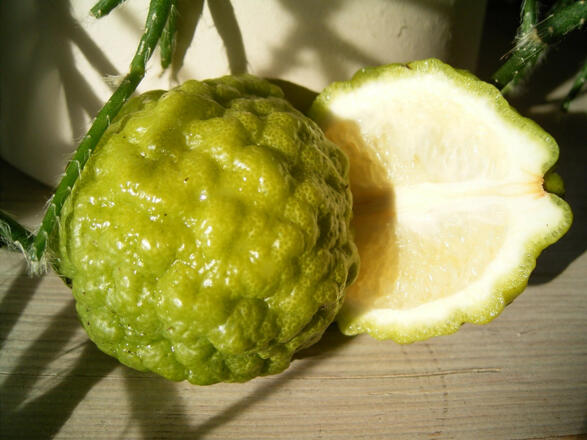 Große Auswahl an Citruspflanzen in der Erlebnisgärtnerei Königsgütler