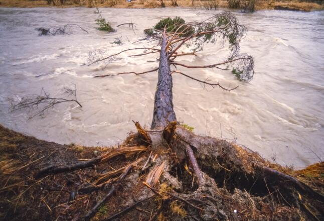 Baum in der Isar