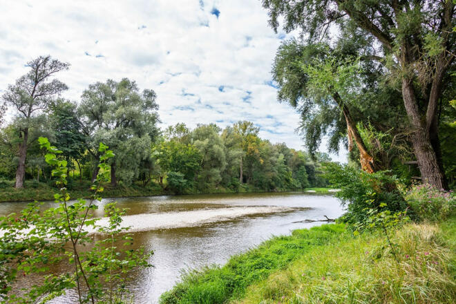 Isarauen entlang des Isarradwegs