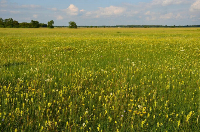 Typische Flora der Garchinger Heide