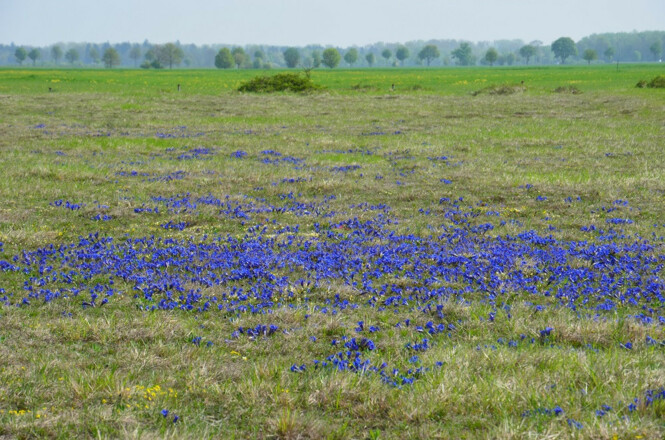 Enzianwiese in der Garchinger Heide bei Eching
