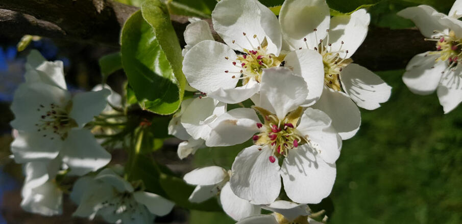 Bluete_(c)Mostkellerei_Fischer