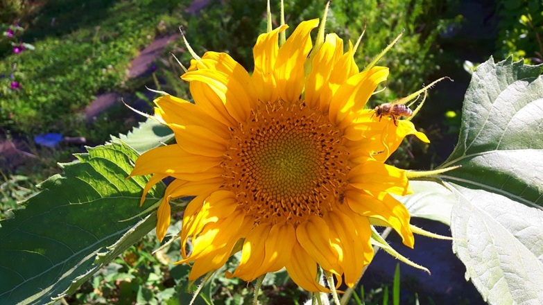 Sonnenblume