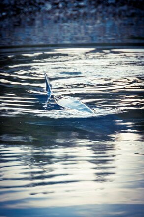 Stör im Wasser