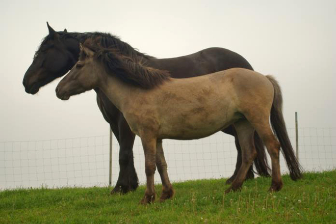 Arche Hof Noriker