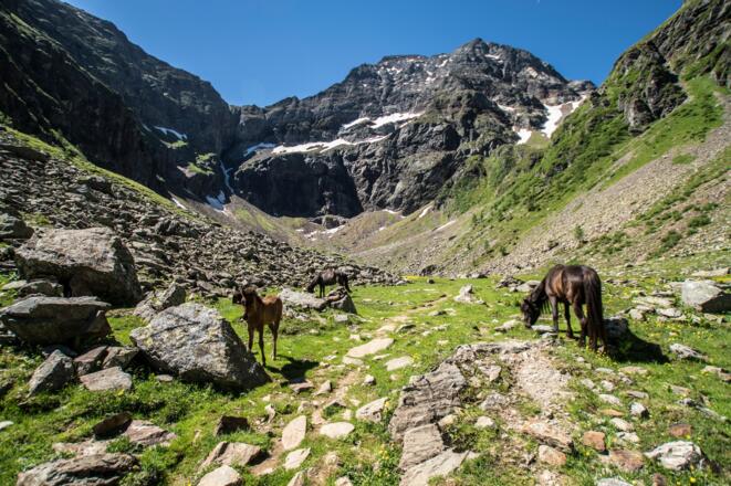 Pferde im Gollingwinkel am Fuße der Nordwand des Hochgolling