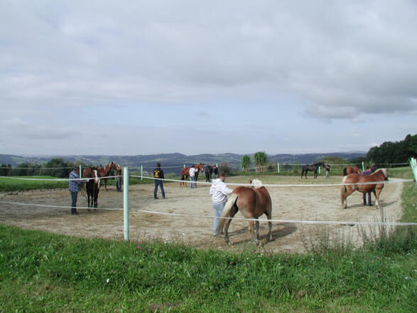 Horse Man Ship Kurs