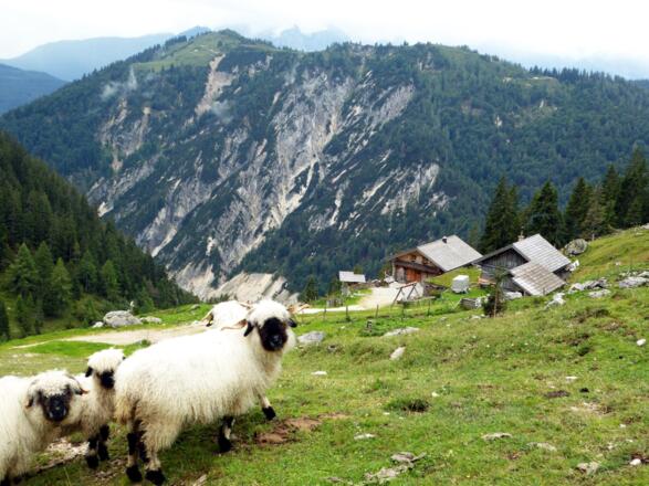 Freundliche Begrüßung bei der Angerkaralm.