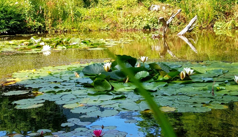 Blühwiese im Kurpark Kreuth