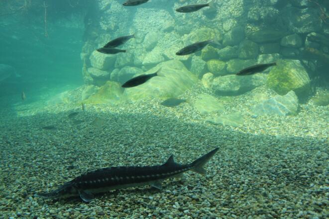 Gro\u00dfaquarium