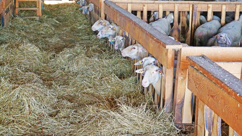Laufstall Biohof Pfeneberger (Foto Kuonen)
