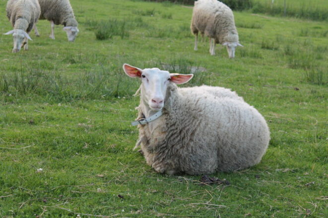 Milchschaf Biohof Wollmadls (Foto Lindner)