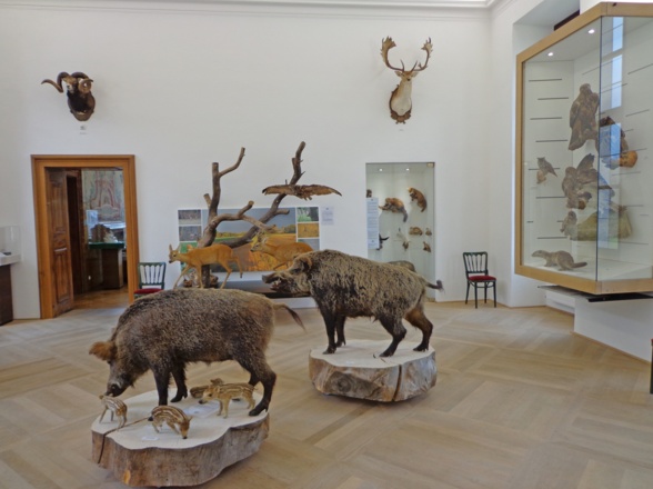 Oö. Jagdmuseum
