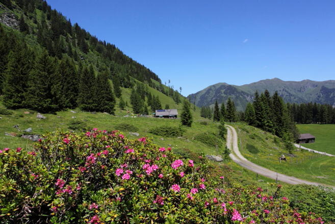 Hirschgrubenalm