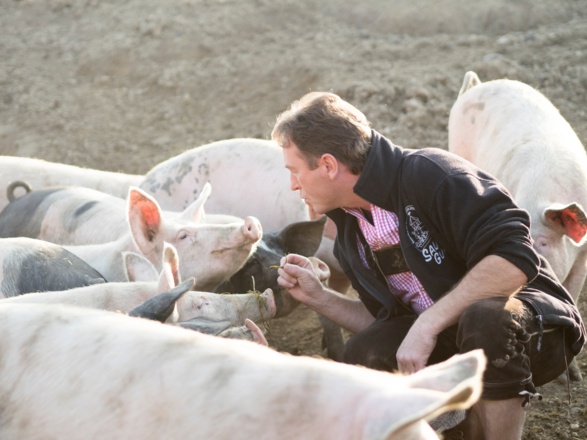 Bio Weideschweine