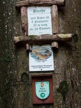 Buche Tomandl%2c Stadl 1