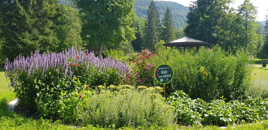 Blühwiese im Kurpark Kreuth