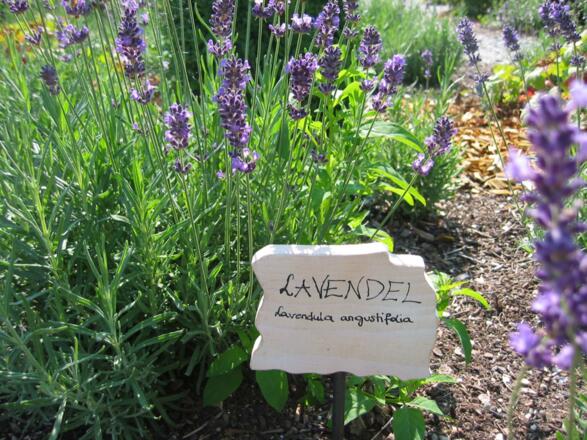 Lavendel
