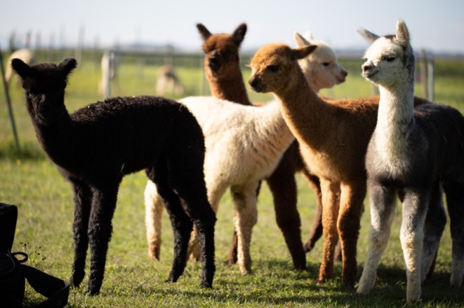 Alpakas-02