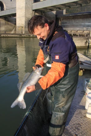 u-ber-so-einen-kapitalen-fang-eines-zanders-freut-sich-das-fischer-herz