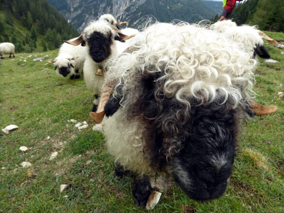 Die Walliser Schwarznasenschafe von der Angerkaralm.