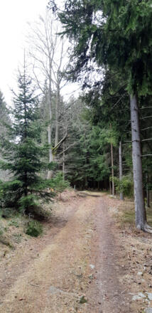 Waldweg am höchsten Punkt der Runde