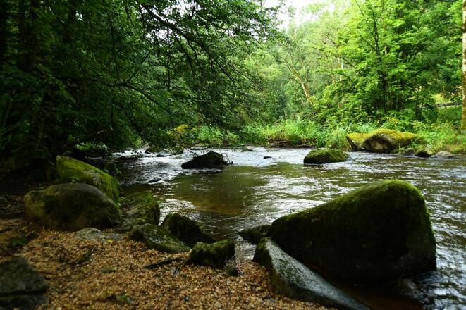 Wildromantische Waldaist