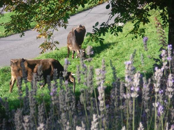 Montafoner Braunvieh