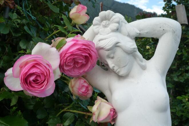Blumen Thersia 001